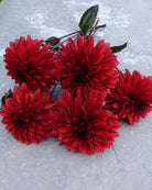 Danique georgine - detaljbilde av blomstens form og kronblader