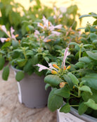 Anisisop Arizona Sunset i full blomstring med varme solnedgangstoner