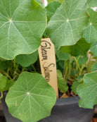 Blomkarse Gleam Salmon ettårig blomst med rosa blomster i naturlig vokseplass