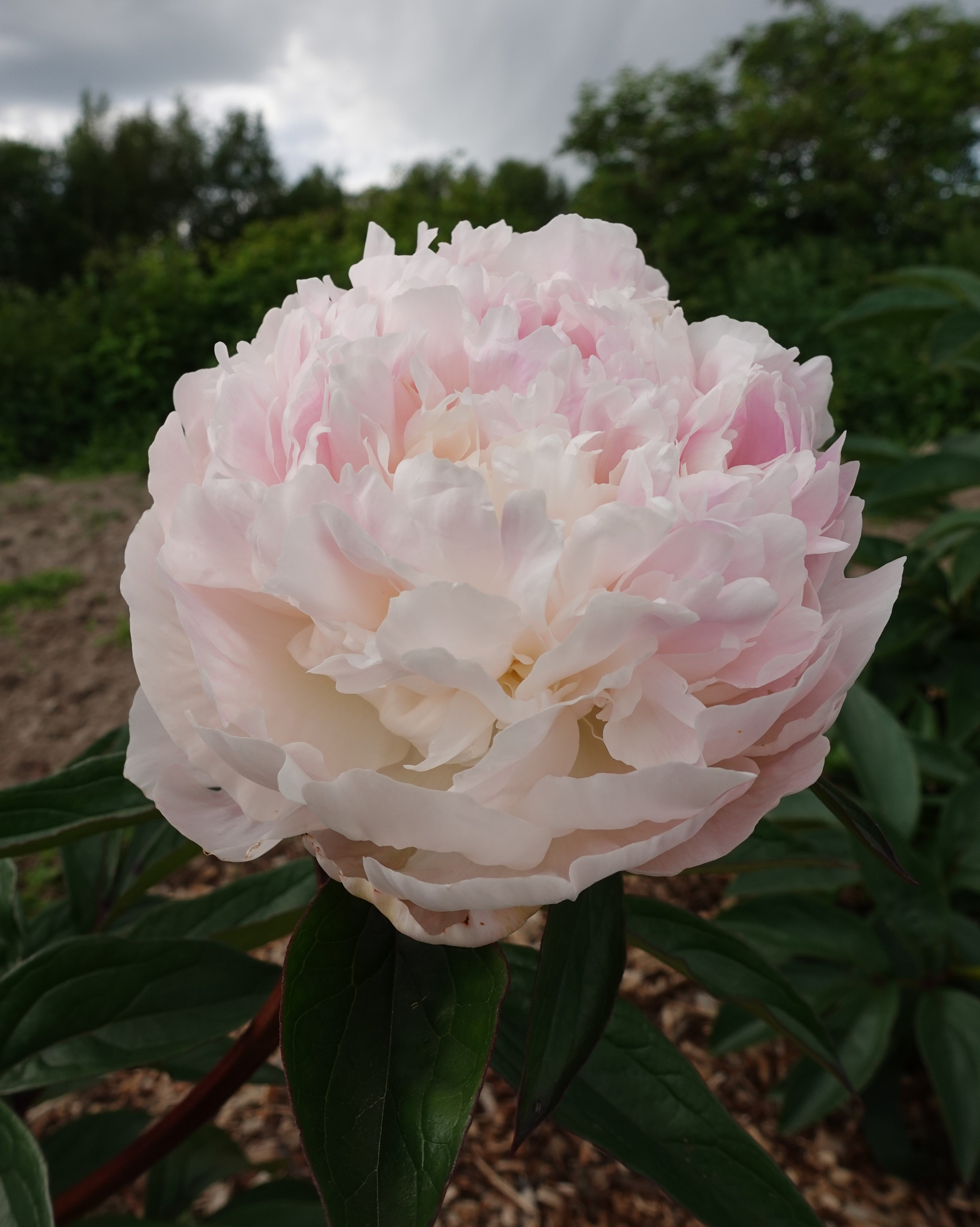 pion paeonia mrs f d roosevelt barrot stauder flerårig plante lys blushrosa mot hvit