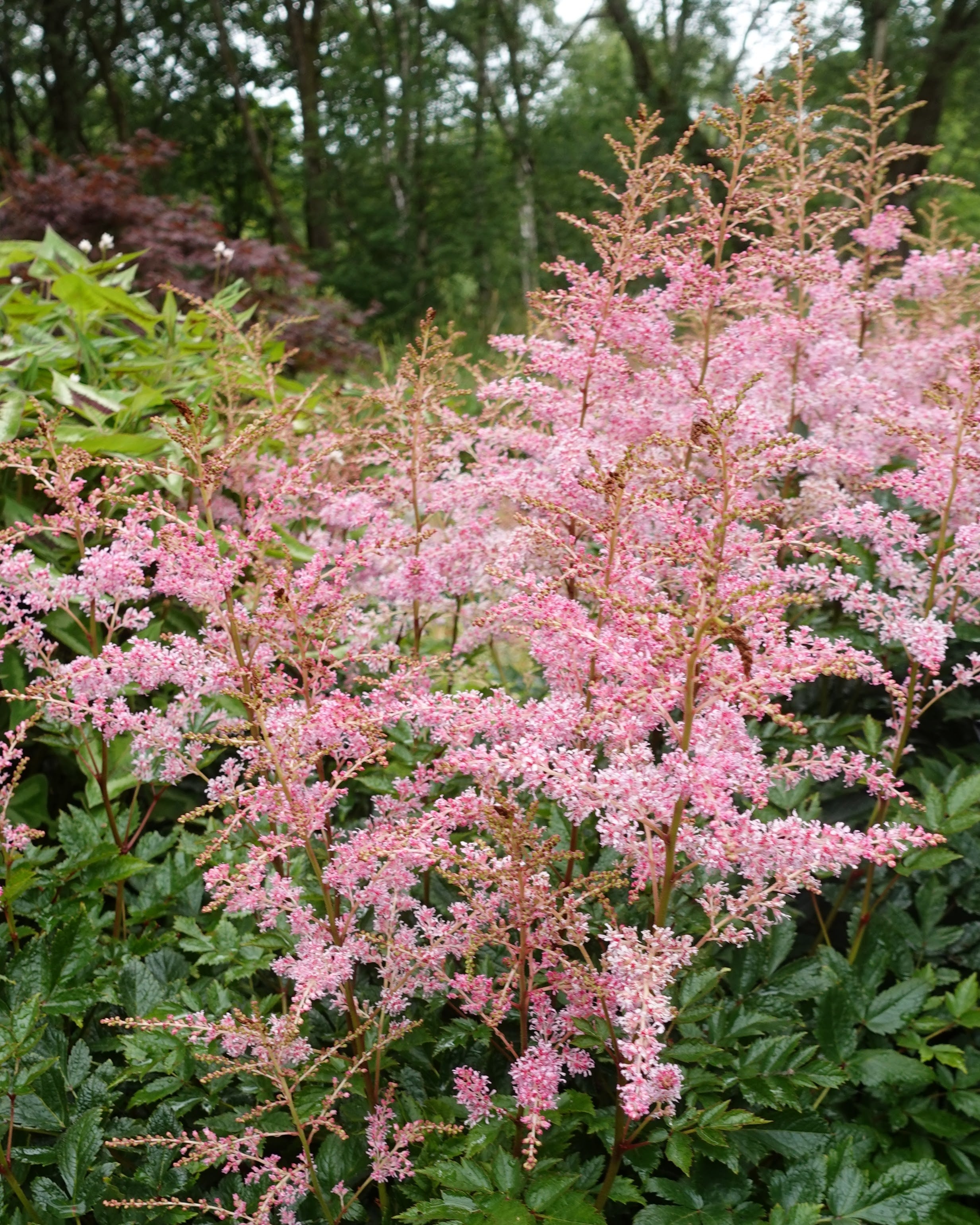 astilbe pretty in pink med fjærlette spir av blomster