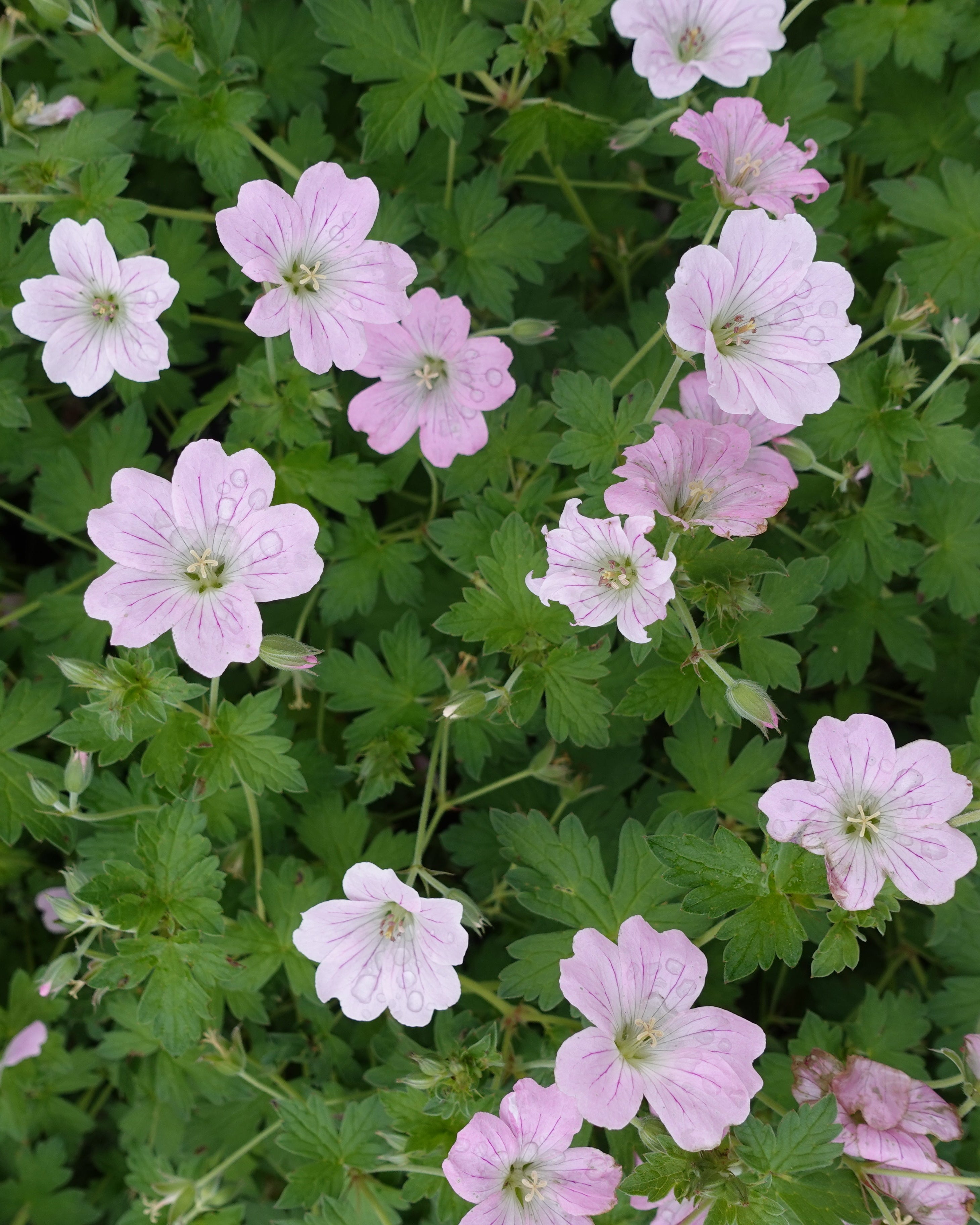 Nærbilde av rosa storkenebb Geranium Dreamland - flerårig staude