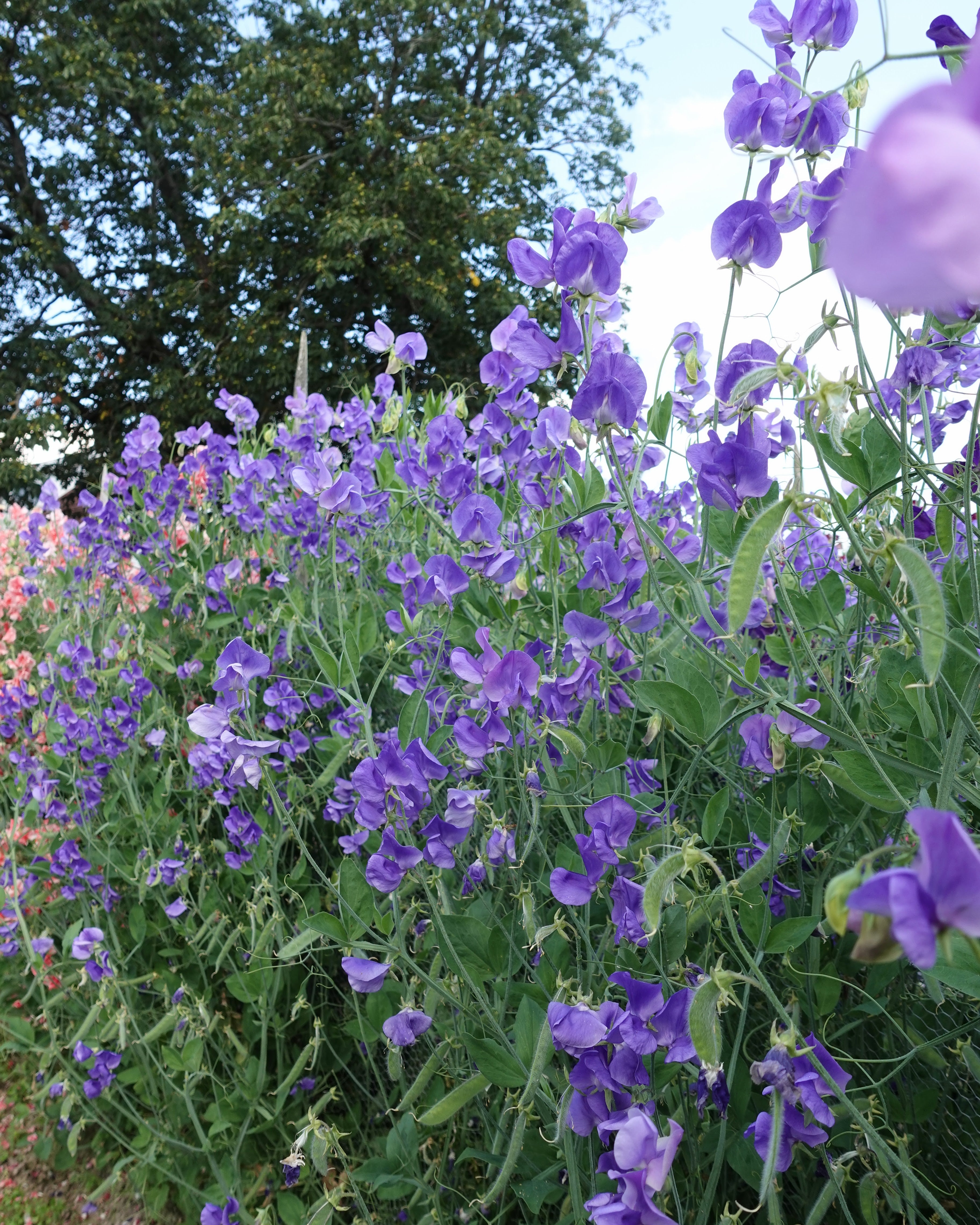 Erteblomst Noel Sutton - detaljbilde av de elegante lilla blomstene