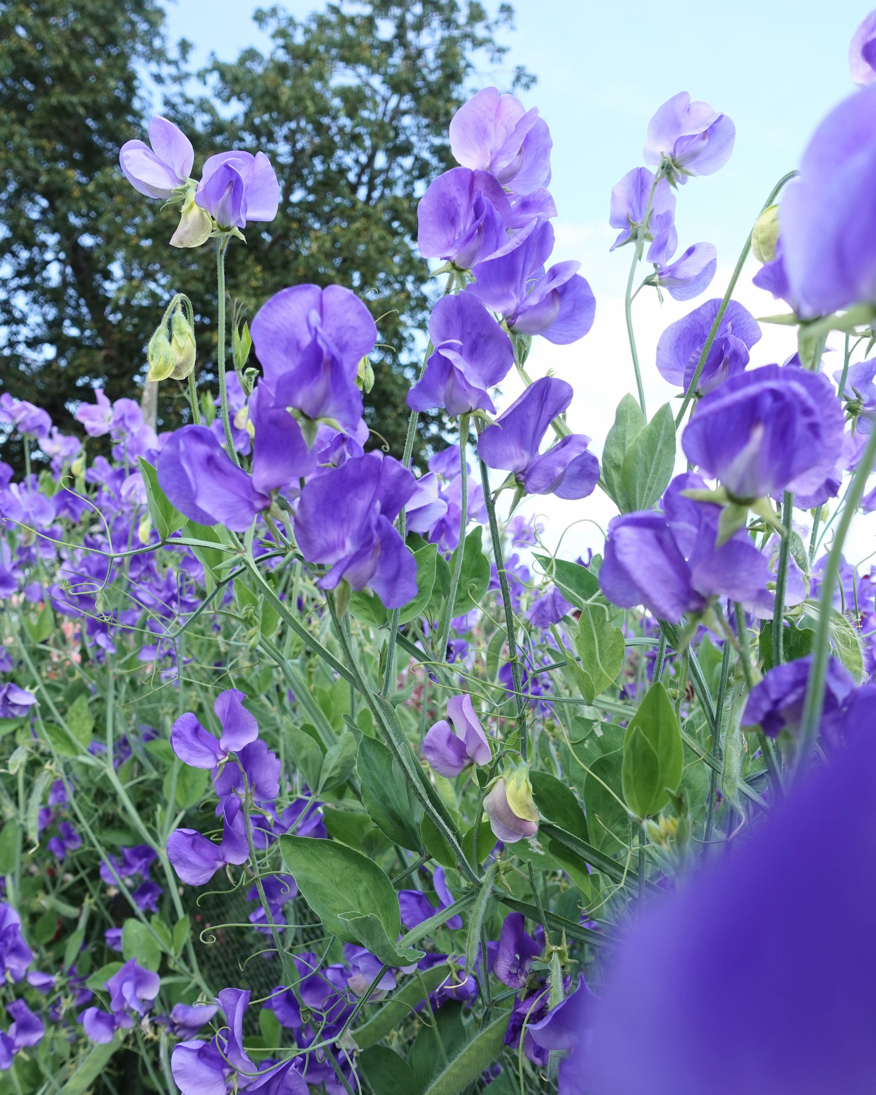 Erteblomst Noel Sutton med dype lilla blomster i hagen