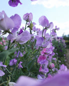 Erteblomst Leamington - nærbilder av lavendelblå blomster