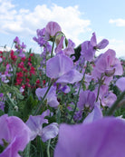 Erteblomst Leamington - klatreplante med lavendelblå blomster