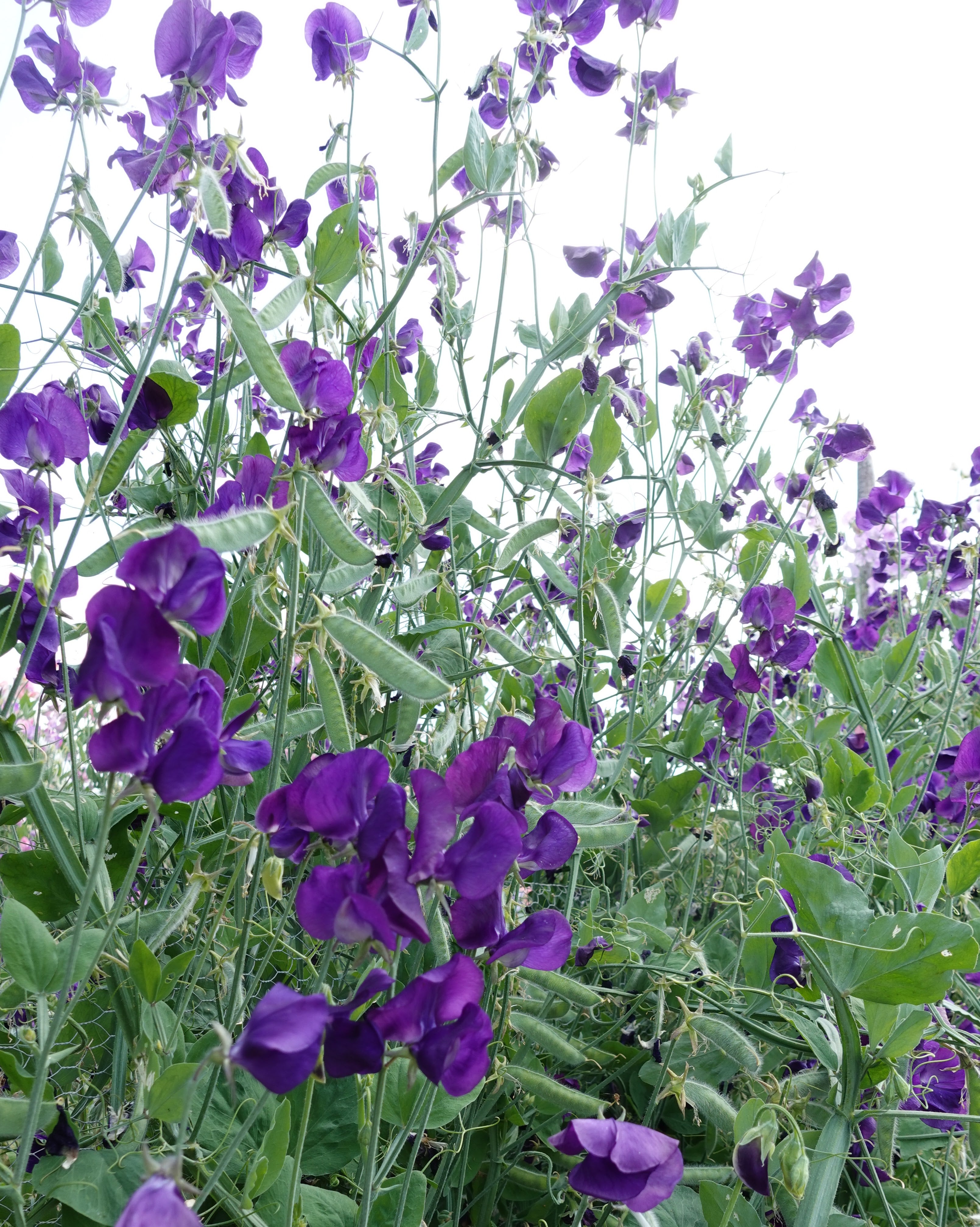 Erteblomst Top Hat med mørkeblå blomster i hagen