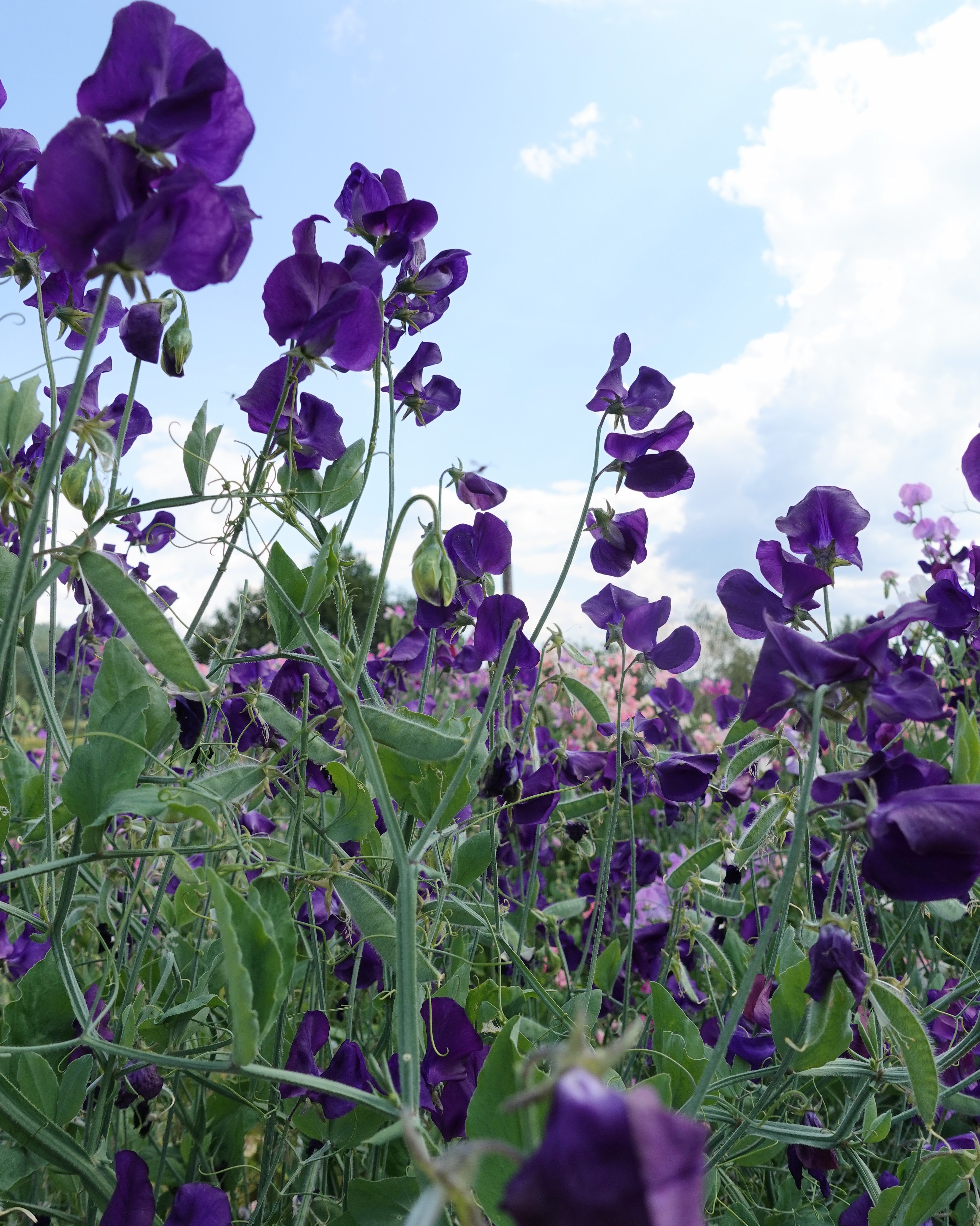 Erteblomst Top Hat - vakre mørkeblå blomster med duft