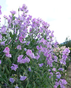 Erteblomst Royal Lavender i full blomstring - 180-200 cm høy