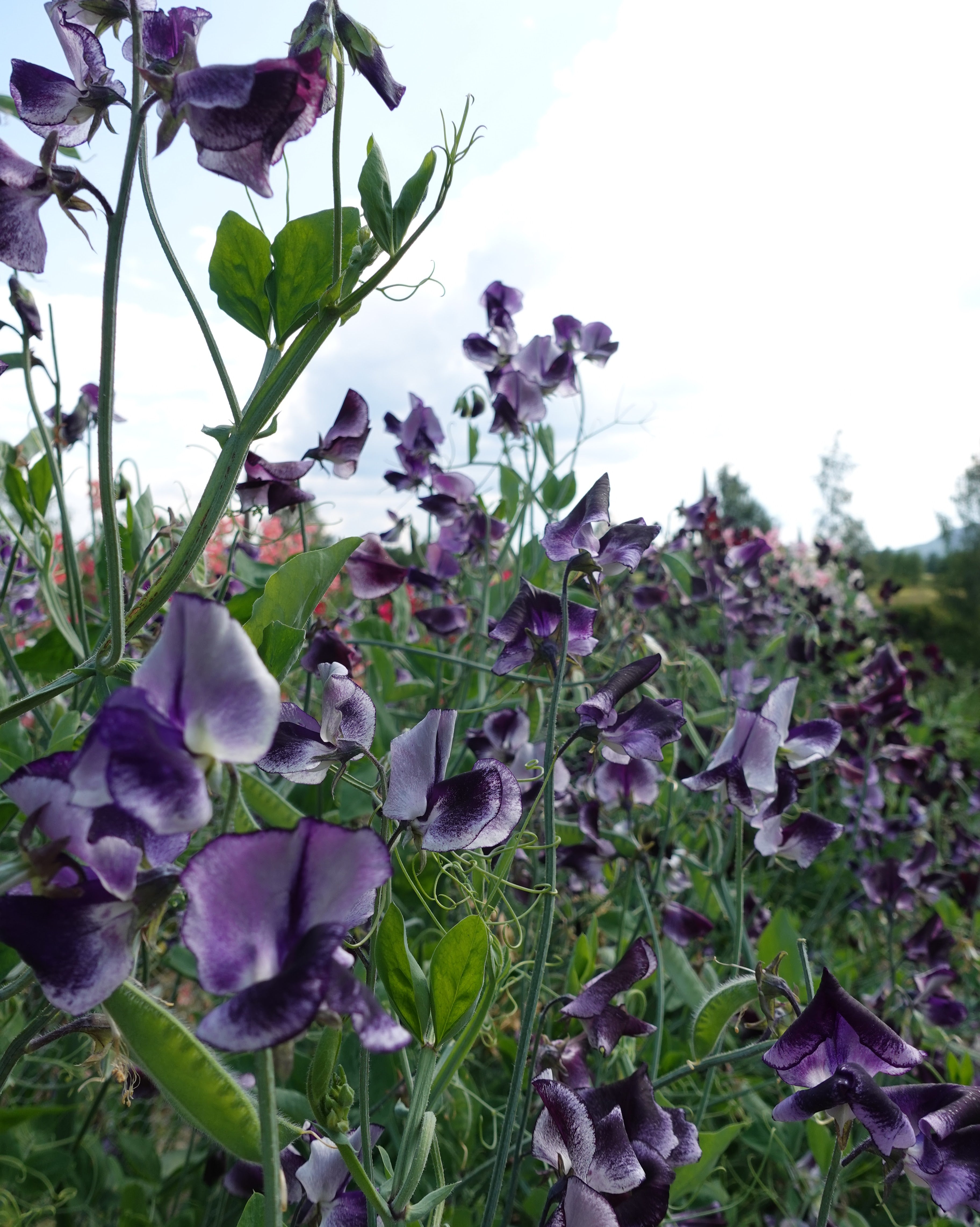 Erteblomst Nimbus klatreplante med spektakulære blå og hvite blomster