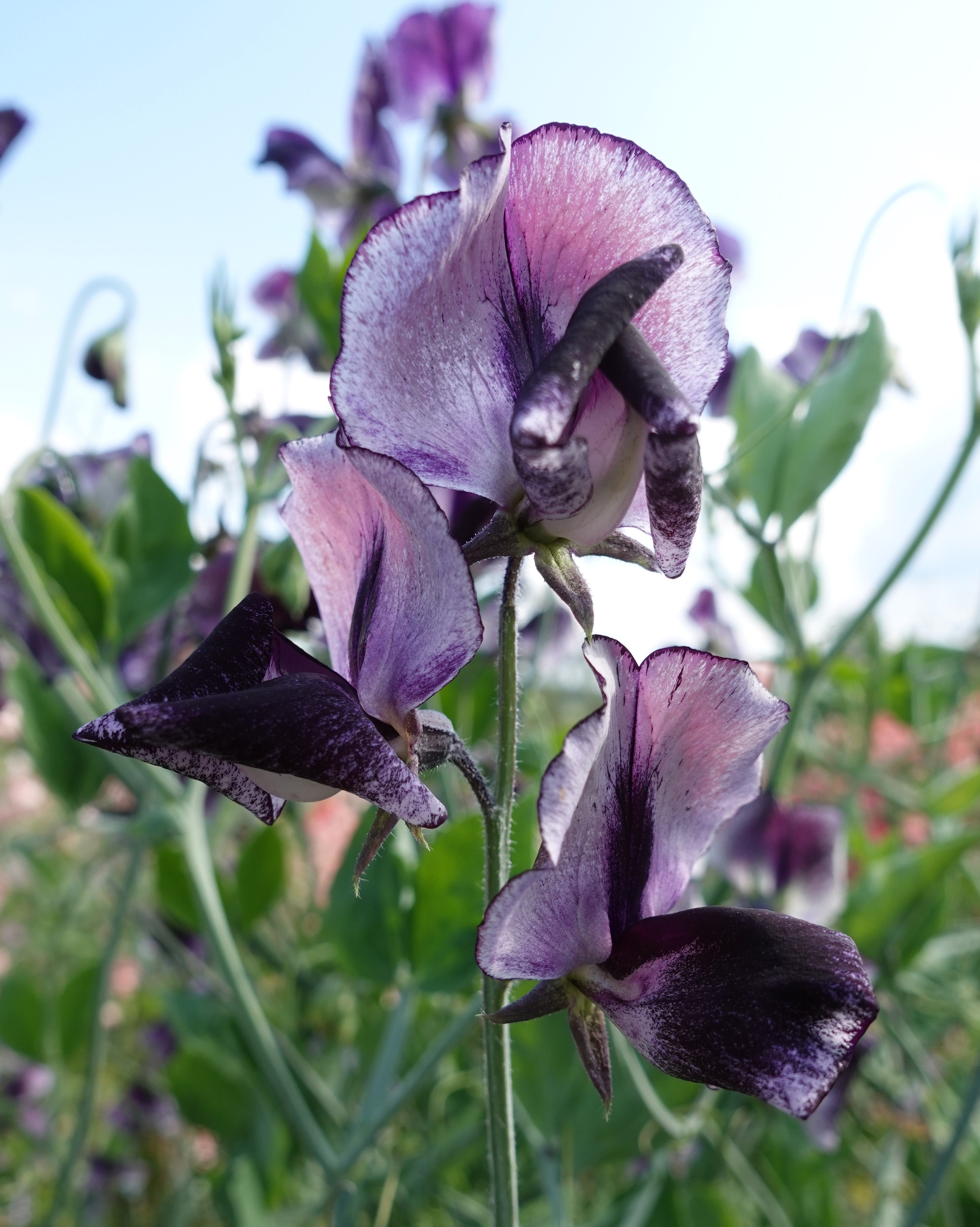 Nærbilde av Erteblomst Nimbus - duftende blomster med unikt blått og hvitt mønster