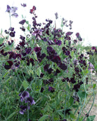 Erteblomst Almost Black klatreplante med rikelig blomstring