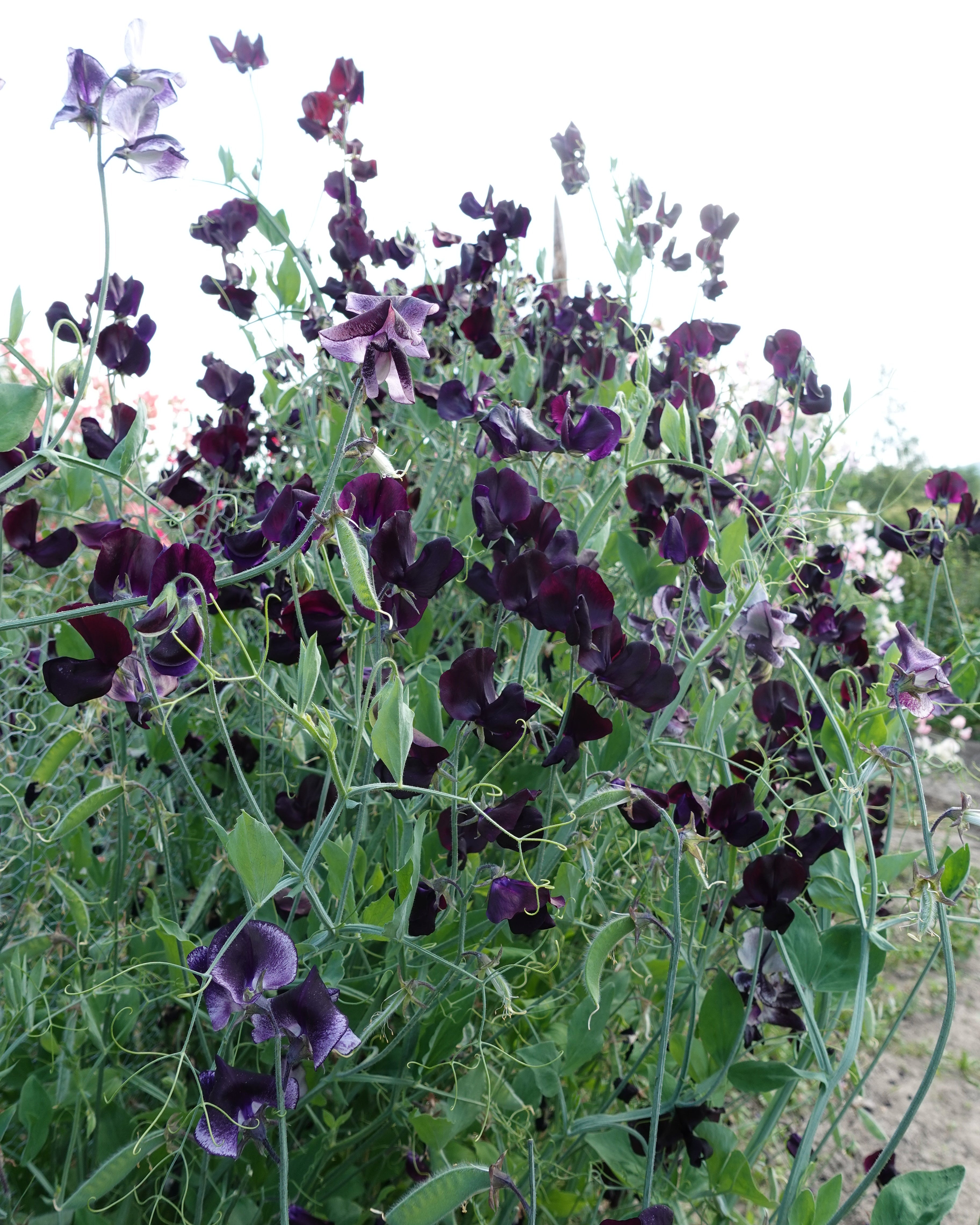 Erteblomst Almost Black klatreplante med rikelig blomstring