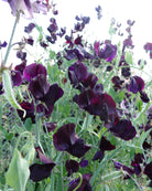 Nærbilde av Erteblomst Almost Black blomster i mørk auberginefarge