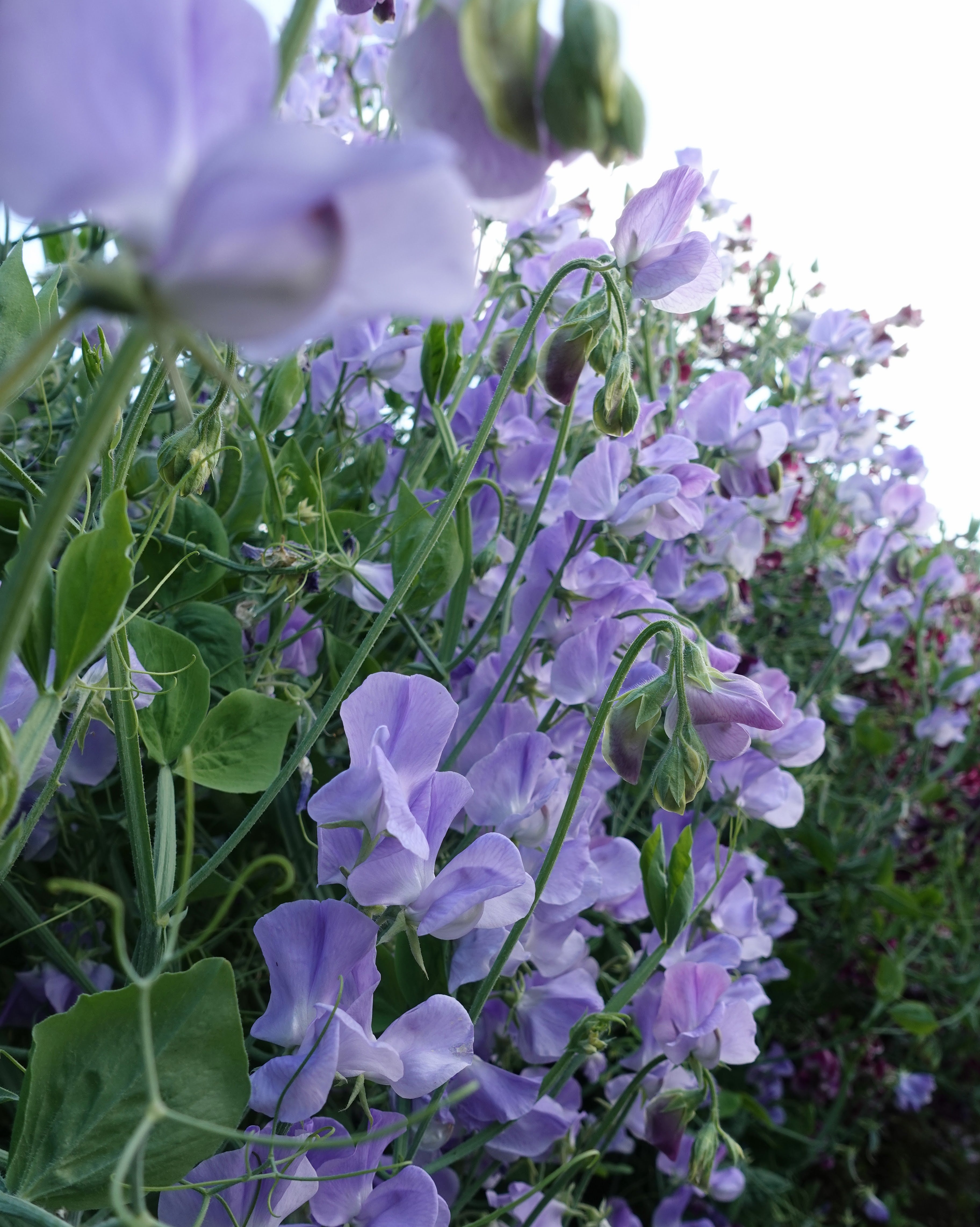 Lyseblå erteblomst Winter Sunshine Light Blue - ettårig klatreplante 180-200 cm