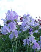Erteblomst Winter Sunshine Light Blue nærbilde - lyseblå duftende blomster med bølgete kronblad