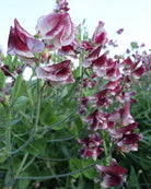 Wiltshire Ripple erteblomst med karakteristiske hvite og sjokoladebrune ripple-tegninger