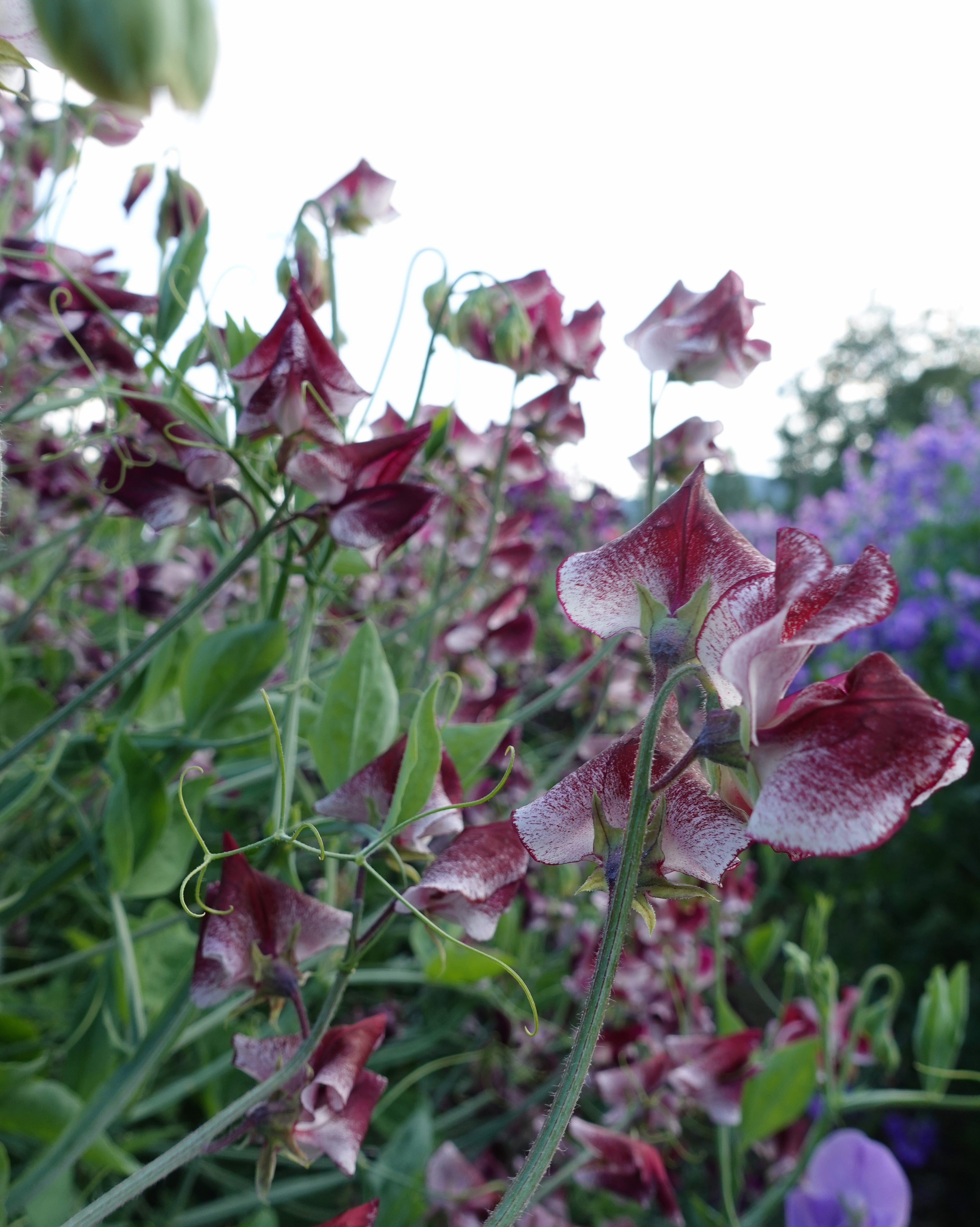 Erteblomst Wiltshire Ripple klatreplante med duftende hvite og burgunderbrune blomster