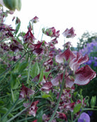 Erteblomst Wiltshire Ripple klatreplante med duftende hvite og burgunderbrune blomster