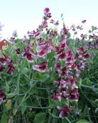 Erteblomst Wiltshire Ripple snittblomster i hvitt med burgunder til sjokoladebrune detaljer