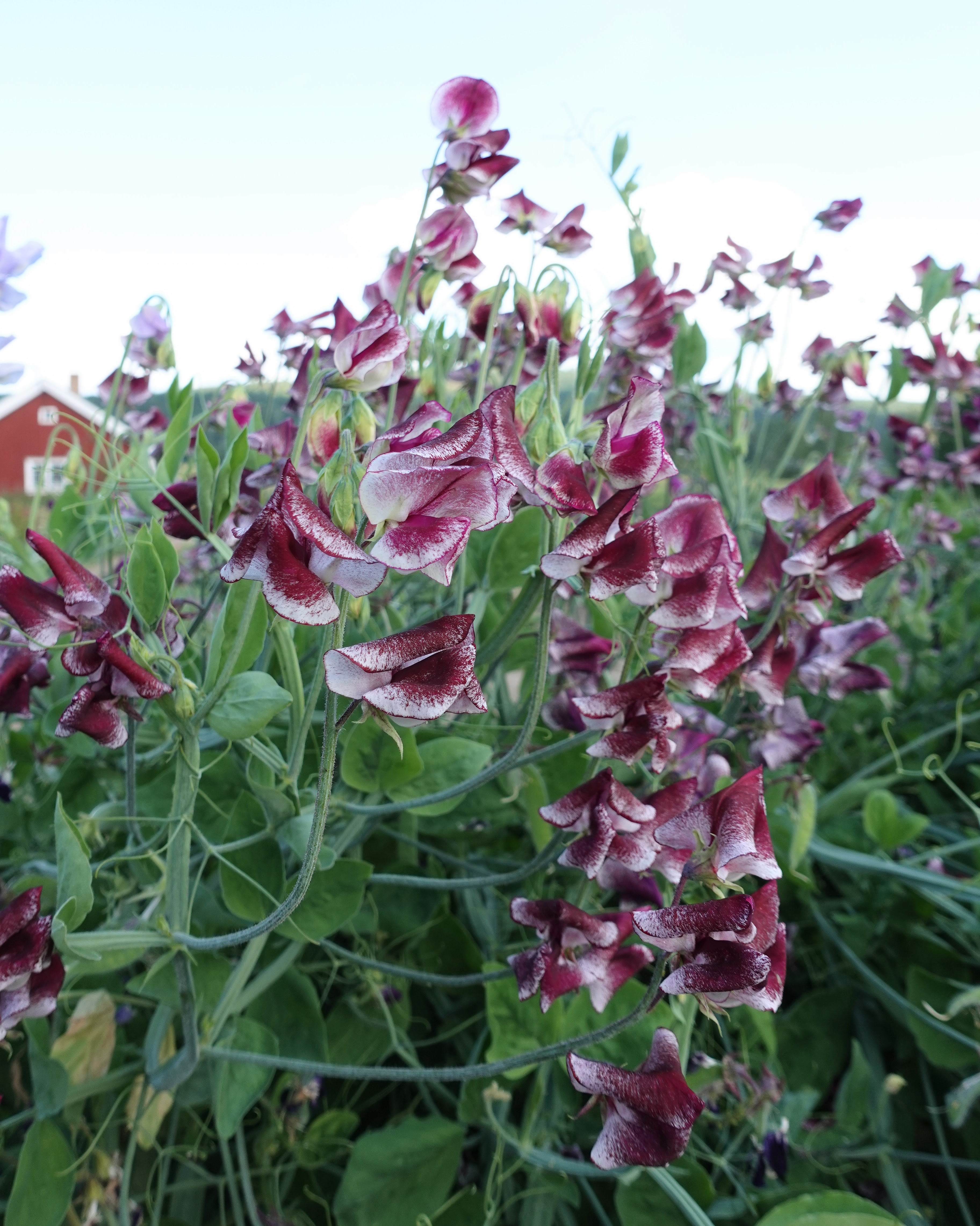 Erteblomst Wiltshire Ripple snittblomster i hvitt med burgunder til sjokoladebrune detaljer