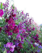 Nærbilde av Erteblomst Royal Maroon blomster i rik mørk rød-brun nyanse