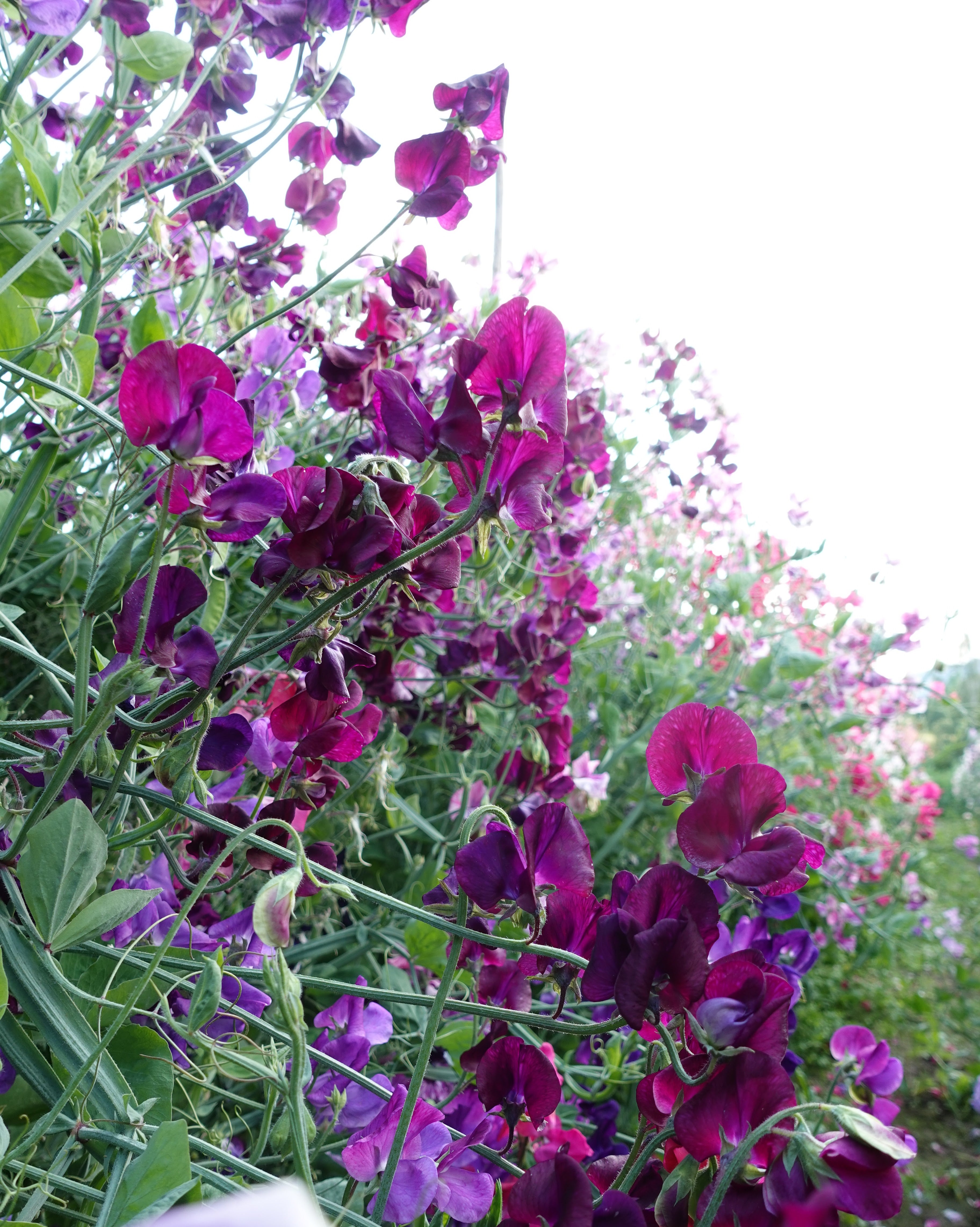 Erteblomst Royal Maroon klatreplante med duftende maroon blomster