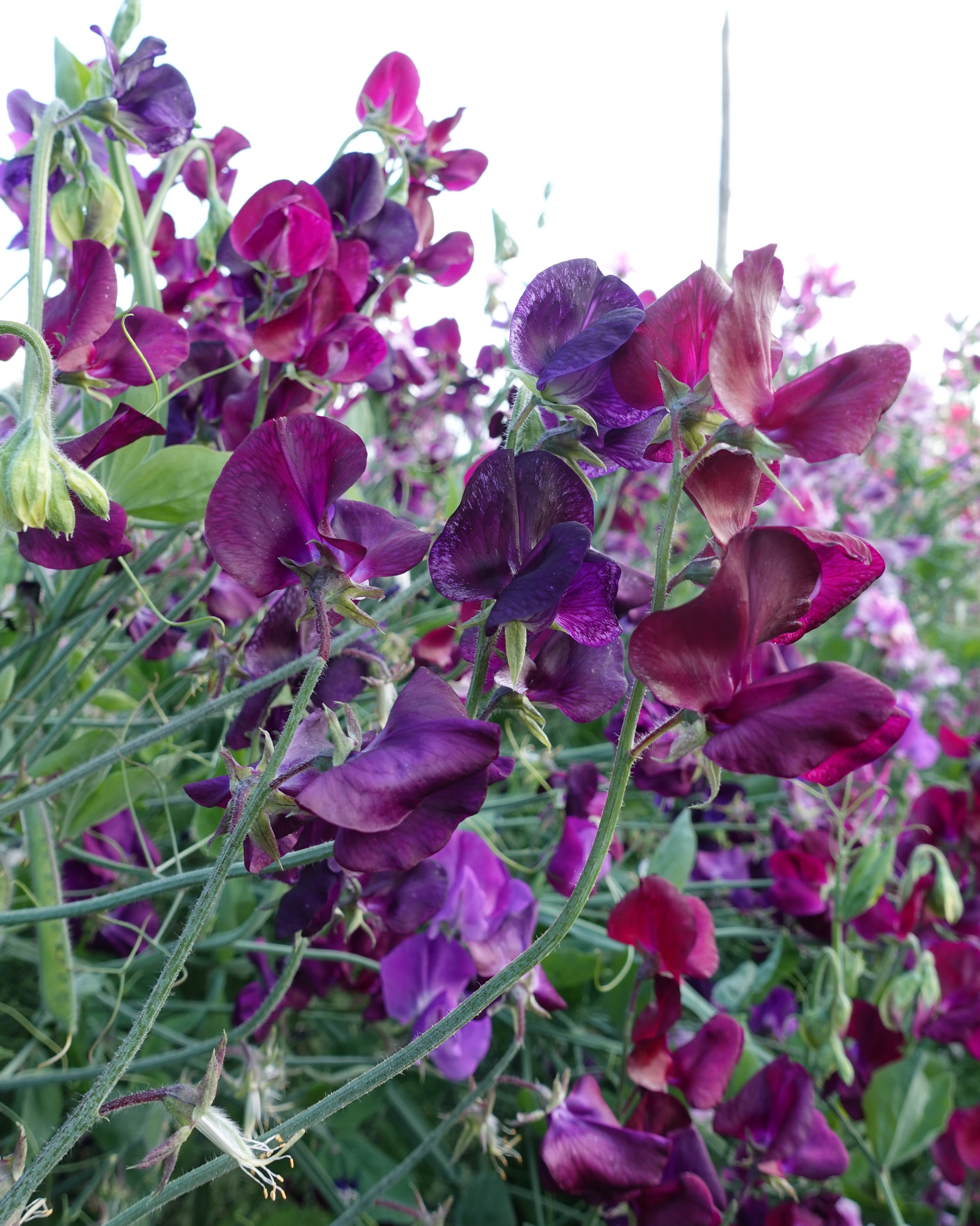 Royal Maroon erteblomst med store bølgete blomster i dyp maroon