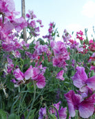 Erteblomst Pandemonium klatreplante med spektakulære purpurlilla og hvite blomster