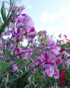 Erteblomst Pandemonium som snittblomst - livlige blomster med purpurlilla tegninger