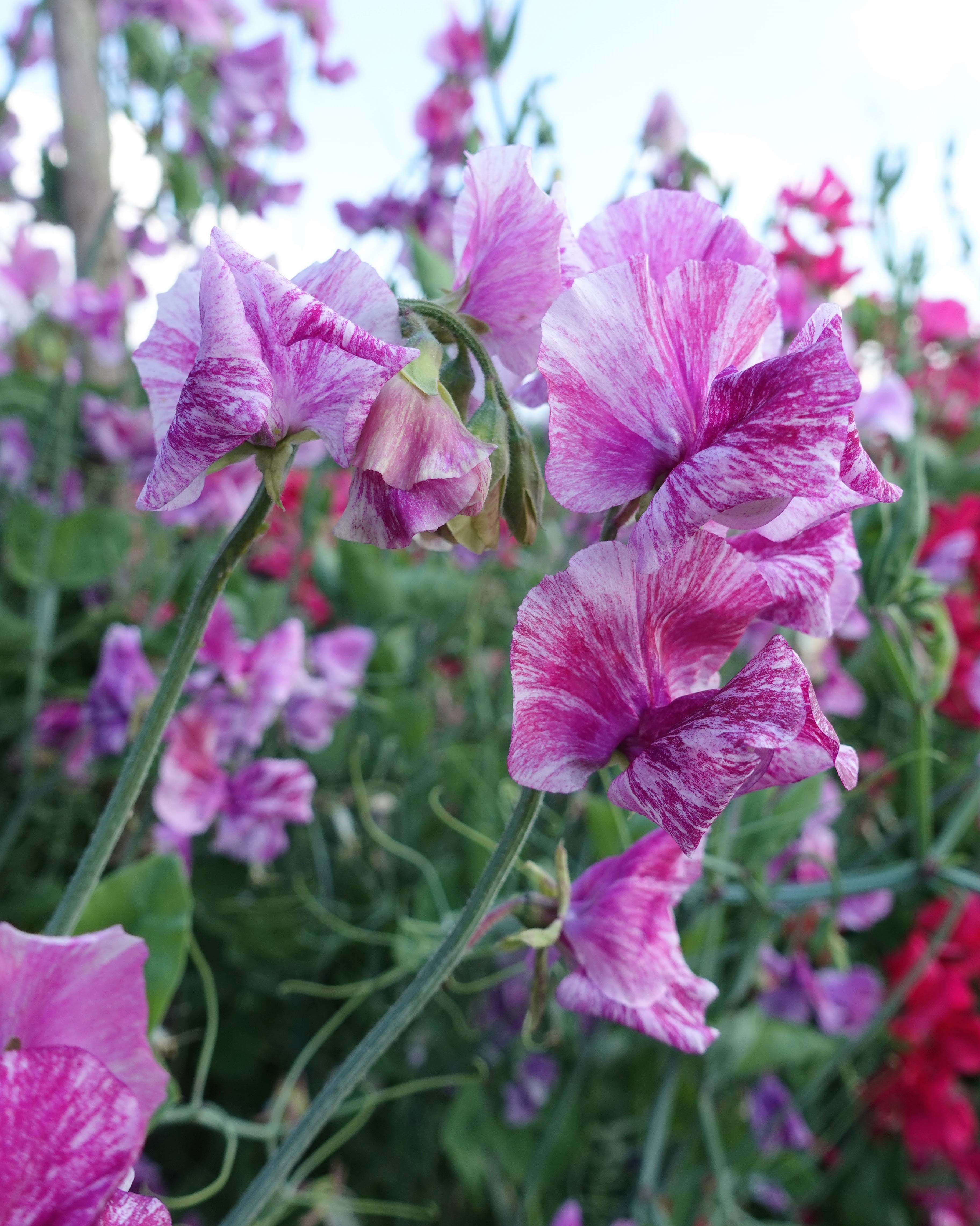 Nærbilde av Erteblomst Pandemonium - duftende blomster med kunstnerisk mønster