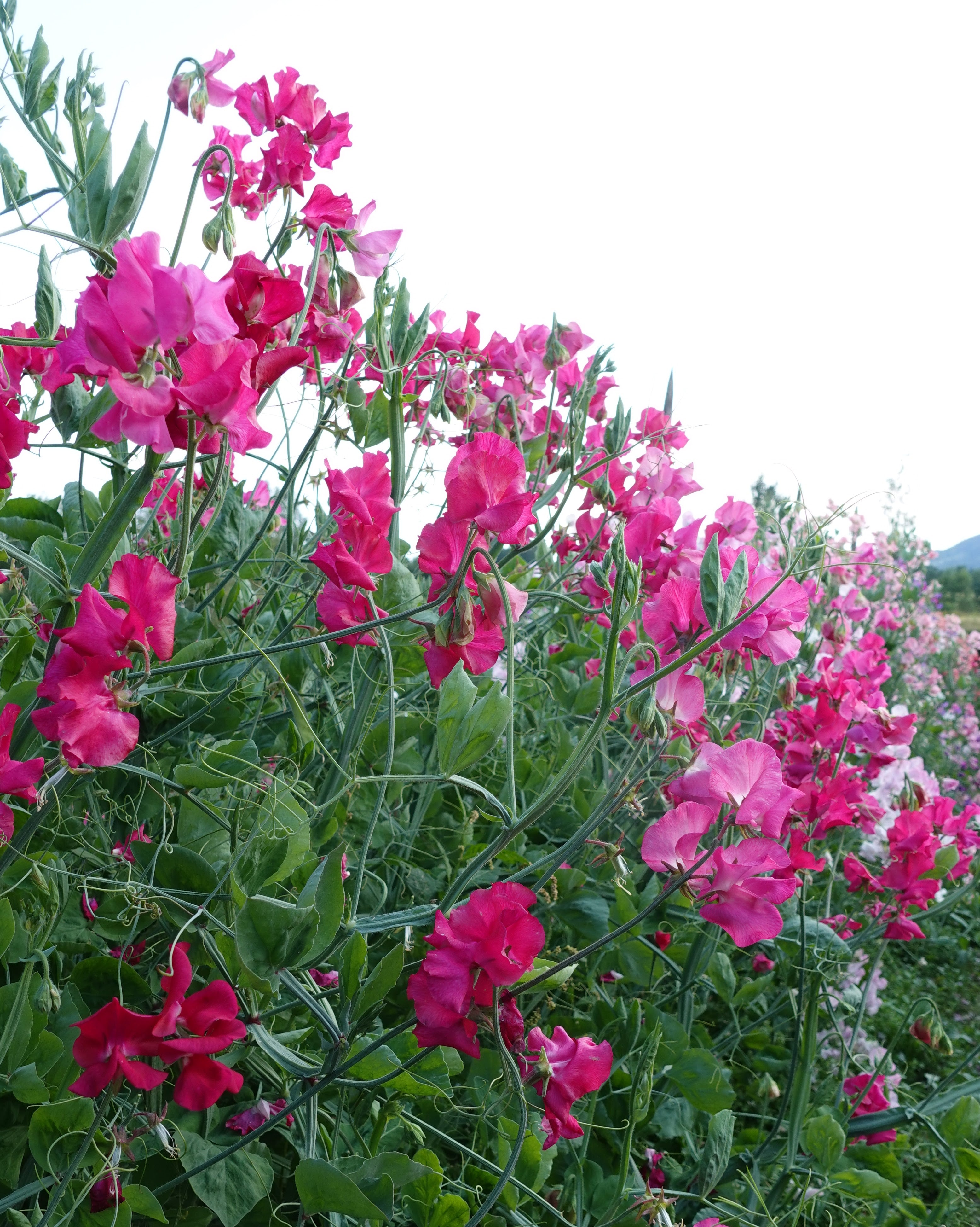 Nærbilde av Erteblomst Milly - store bølgete magentablomster på lange stengler