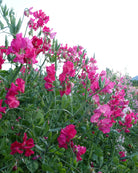 Nærbilde av Erteblomst Milly - store bølgete magentablomster på lange stengler