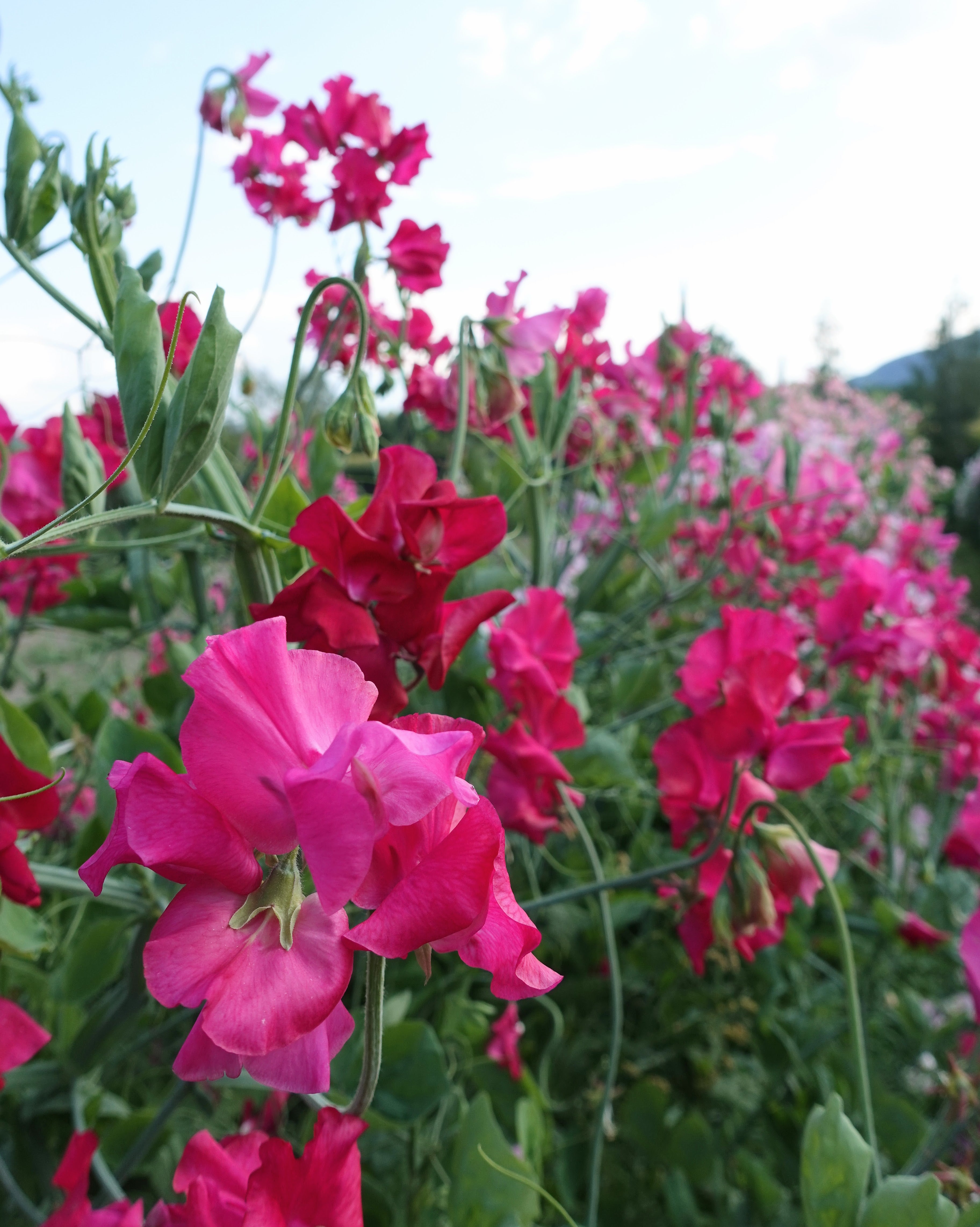 Erteblomst Milly klatreplante med rike magentablomster og bølgede kanter