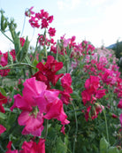 Erteblomst Milly klatreplante med rike magentablomster og bølgede kanter