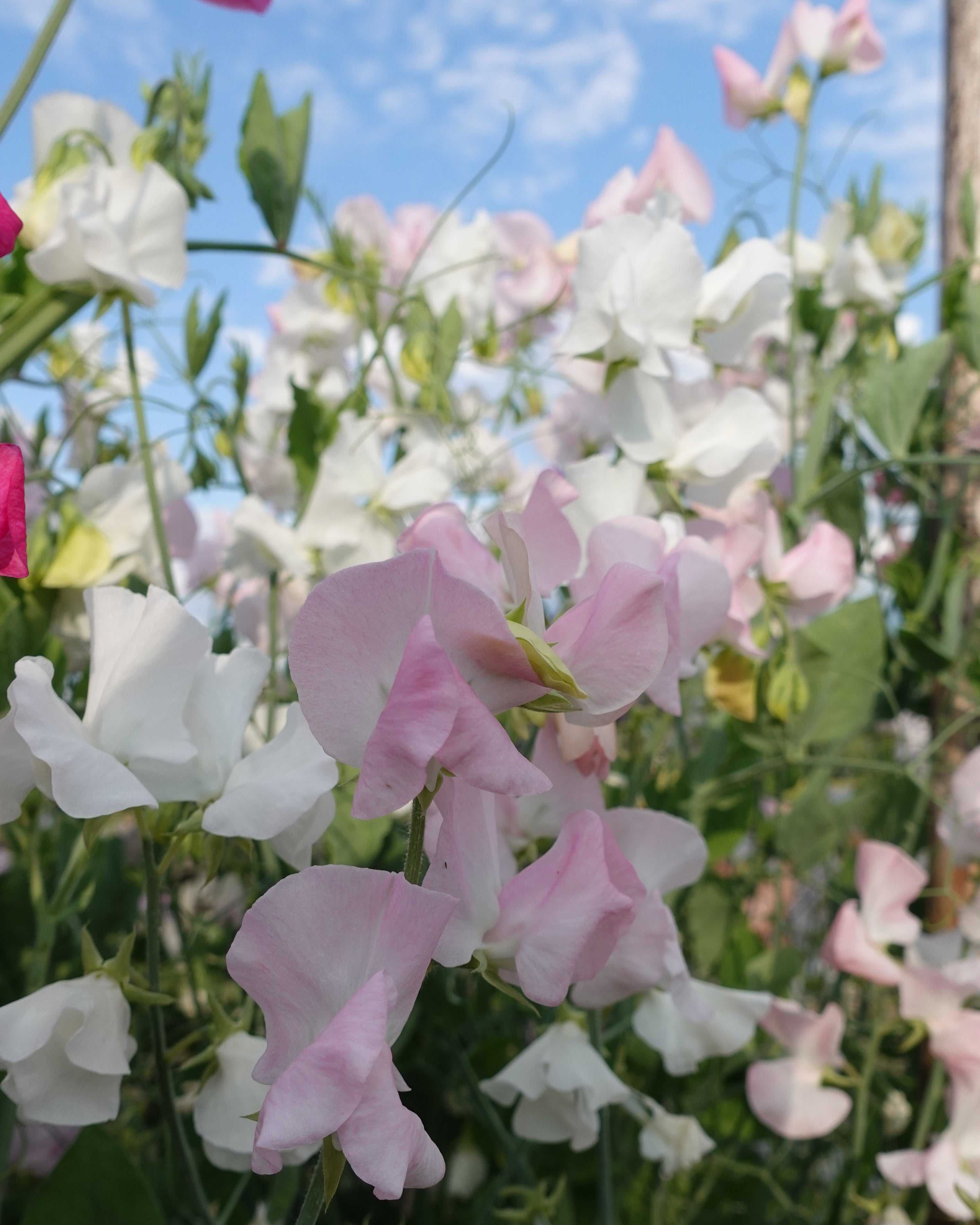 Nærbilde av Erteblomst Spring Sunshine Blush blomster i varme korall- og laksfarger