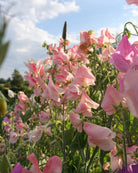 Erteblomst Emily klatreplante med rosa streker på hvit bunn