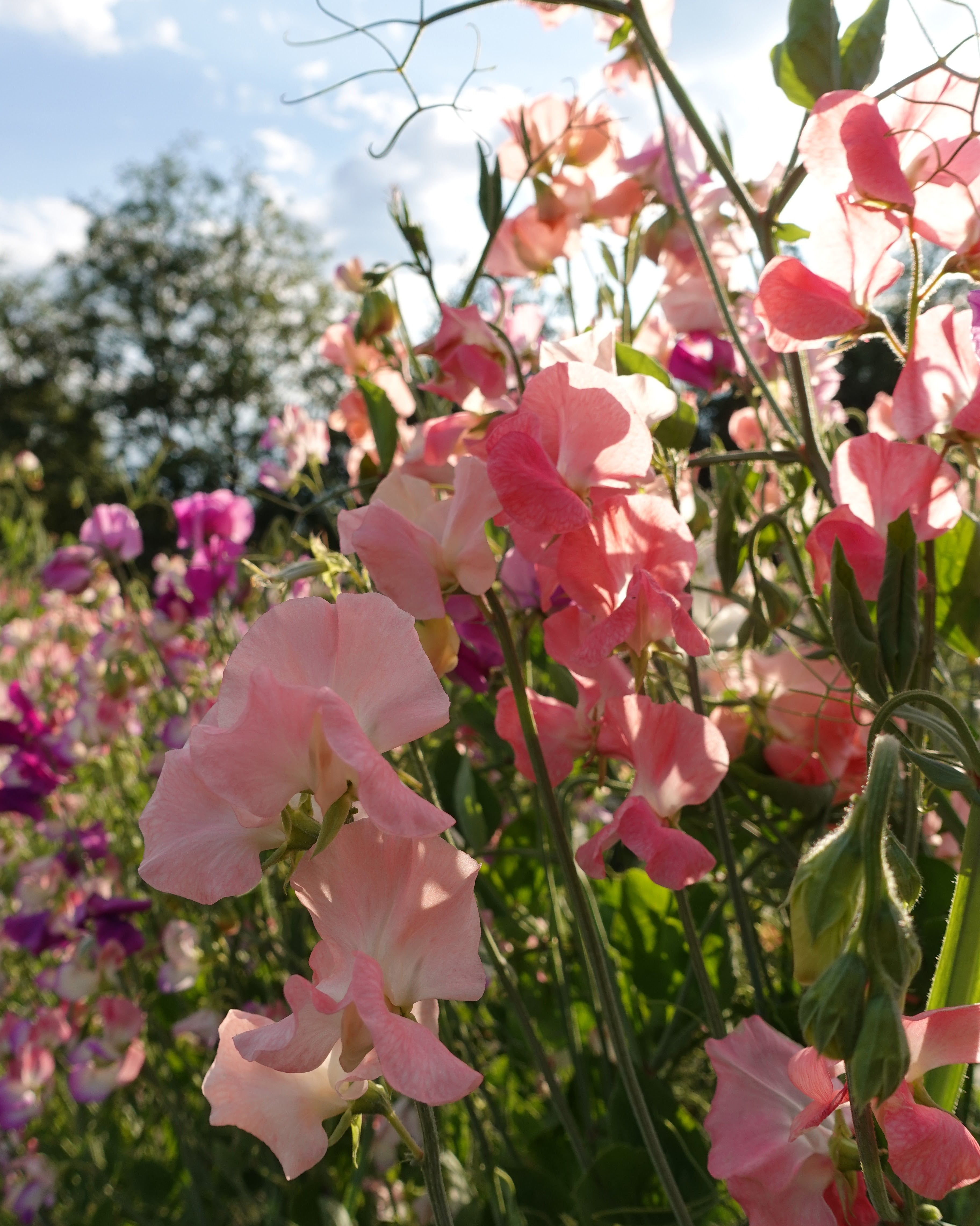 Erteblomst Spring Sunshine Peach med store blomster i varm ferskenfarge