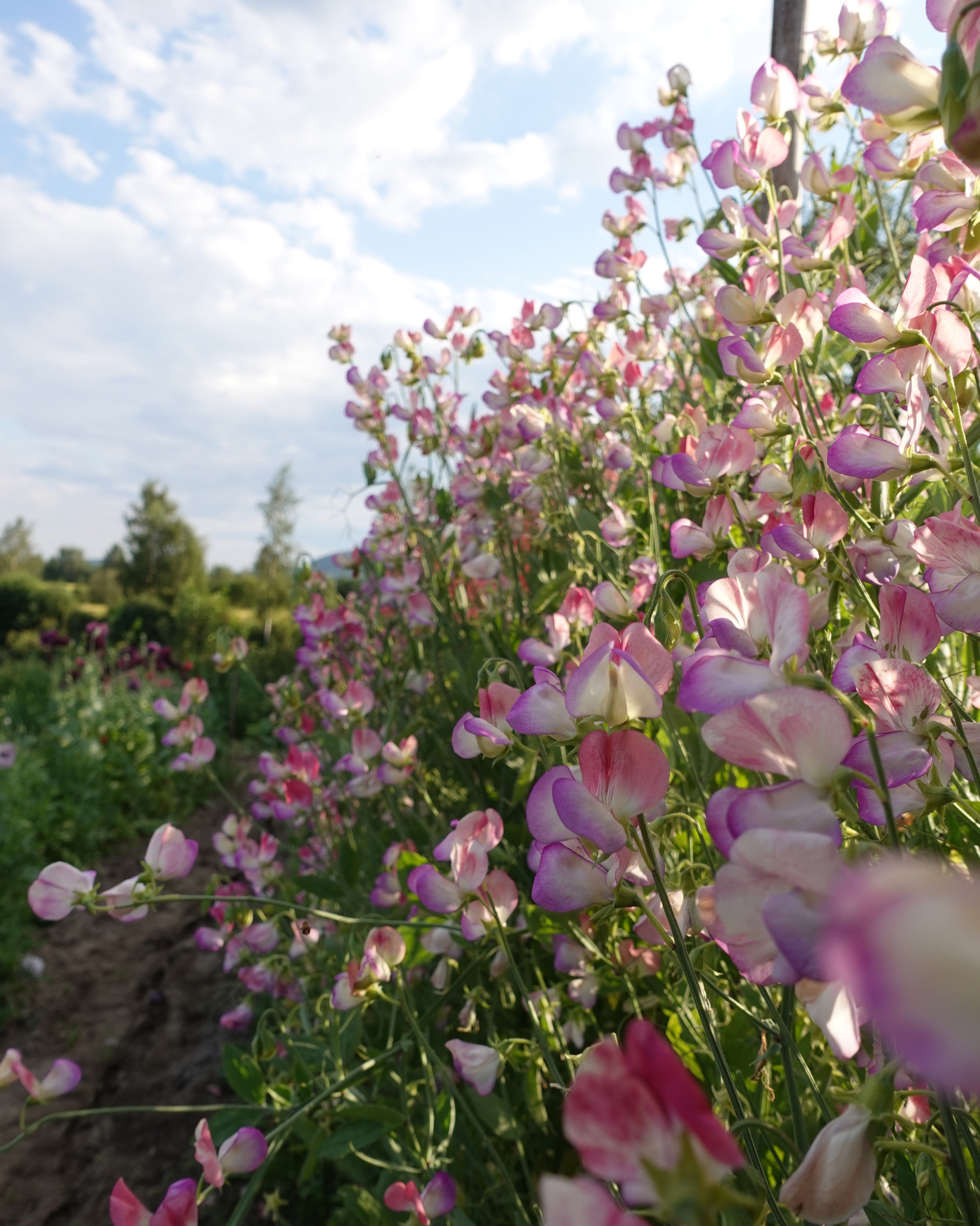 Erteblomst Spanish Dancer - dramatisk rød og hvit fargekontras