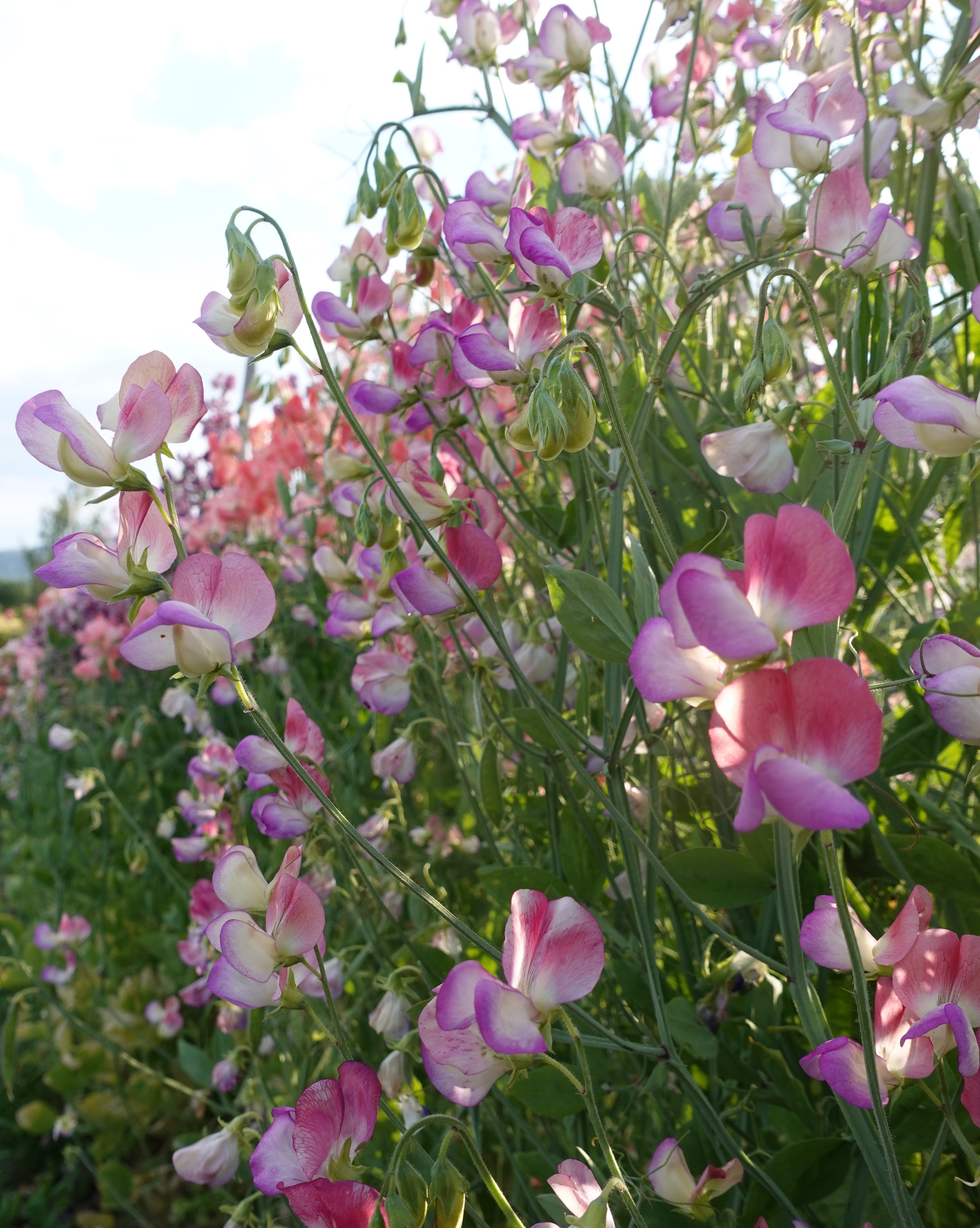 Erteblomst Spanish Dancer - duftende totonede snittblomster