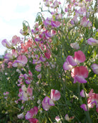 Erteblomst Spanish Dancer - duftende totonede snittblomster