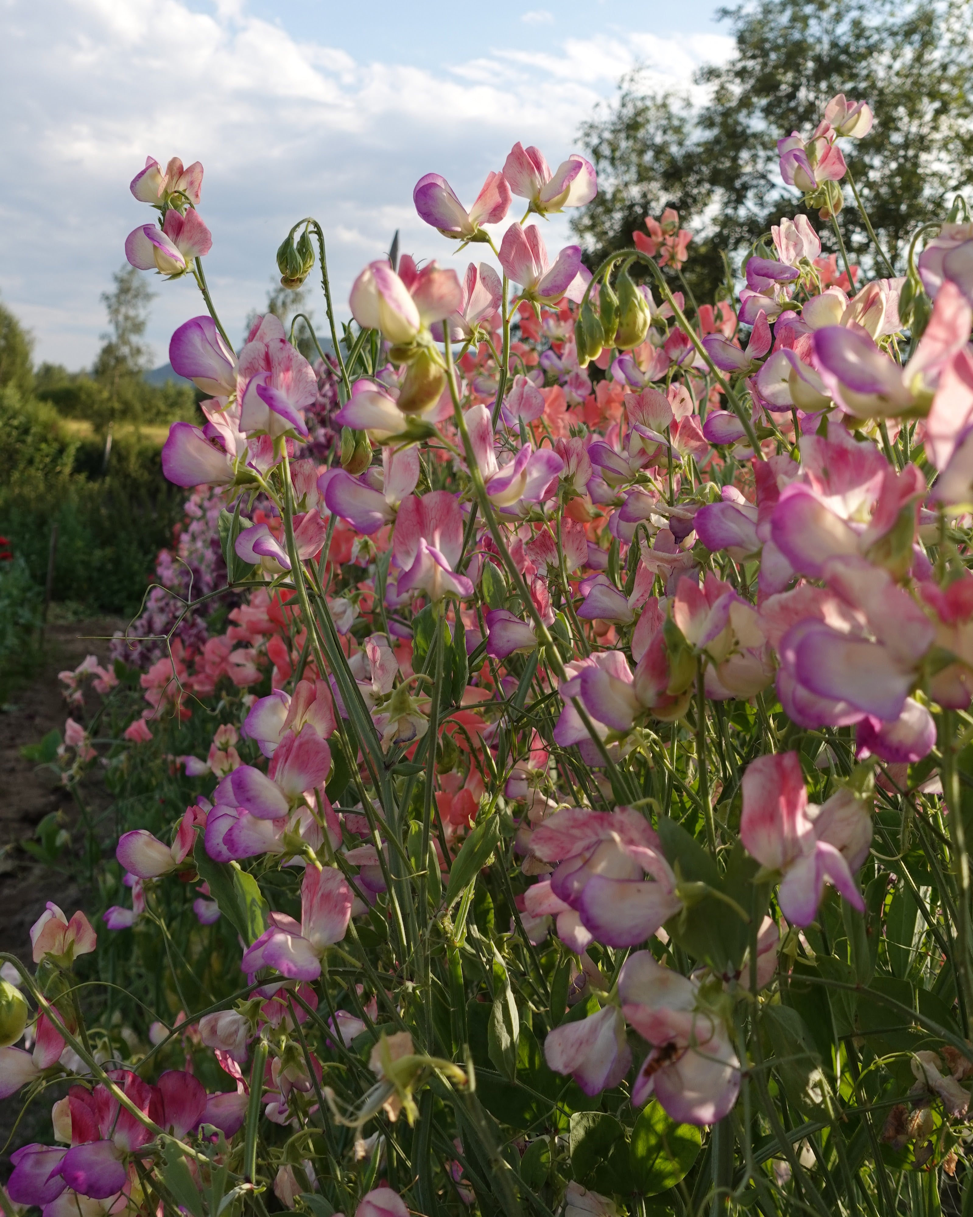 Erteblomst Spanish Dancer i full blomstring - 180-200 cm høy