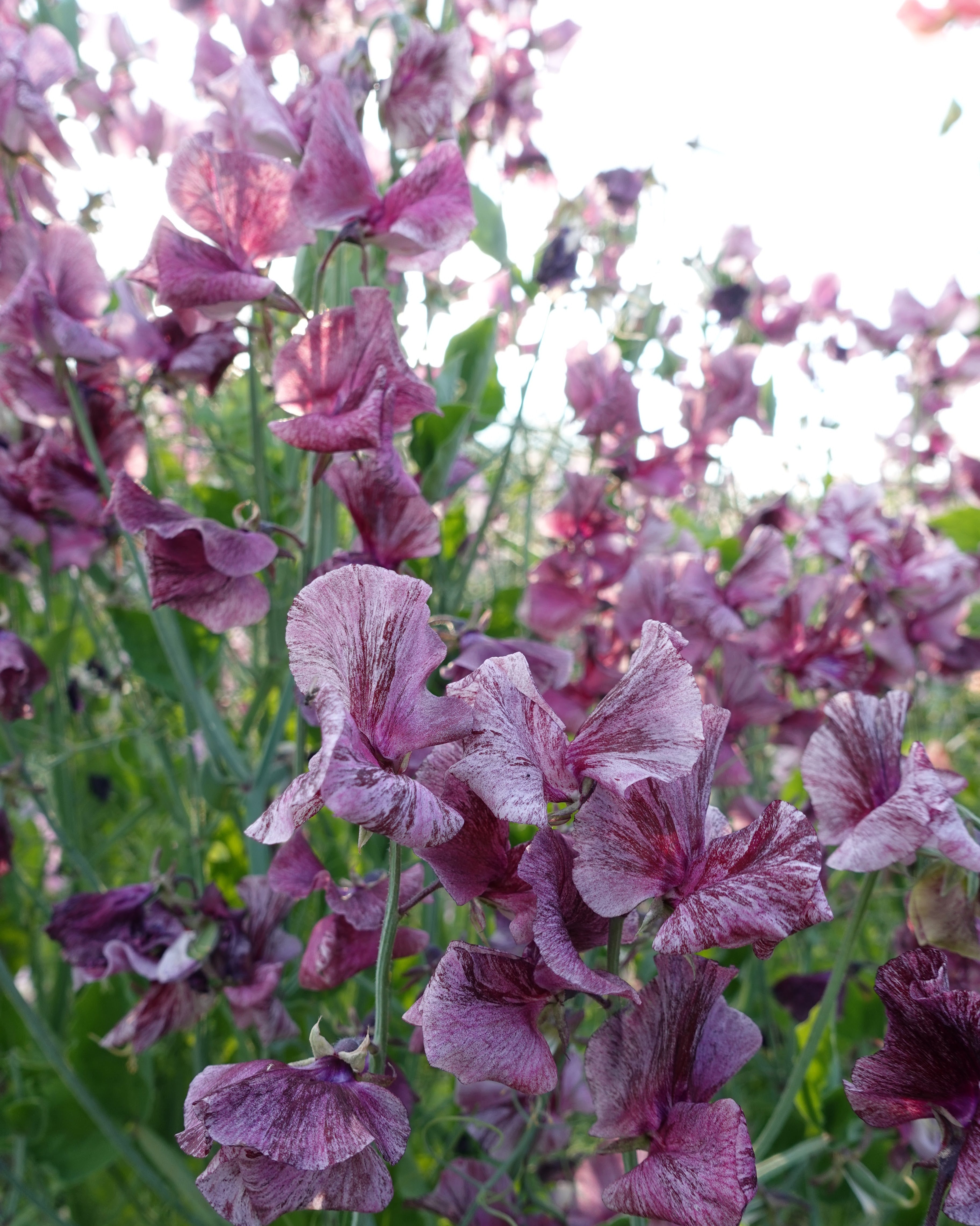 Erteblomst Suzy Z med grålilla til burgunder blomster i hagen