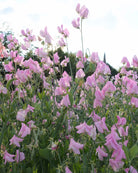 Erteblomst Prima Donna i full blomst i hagen