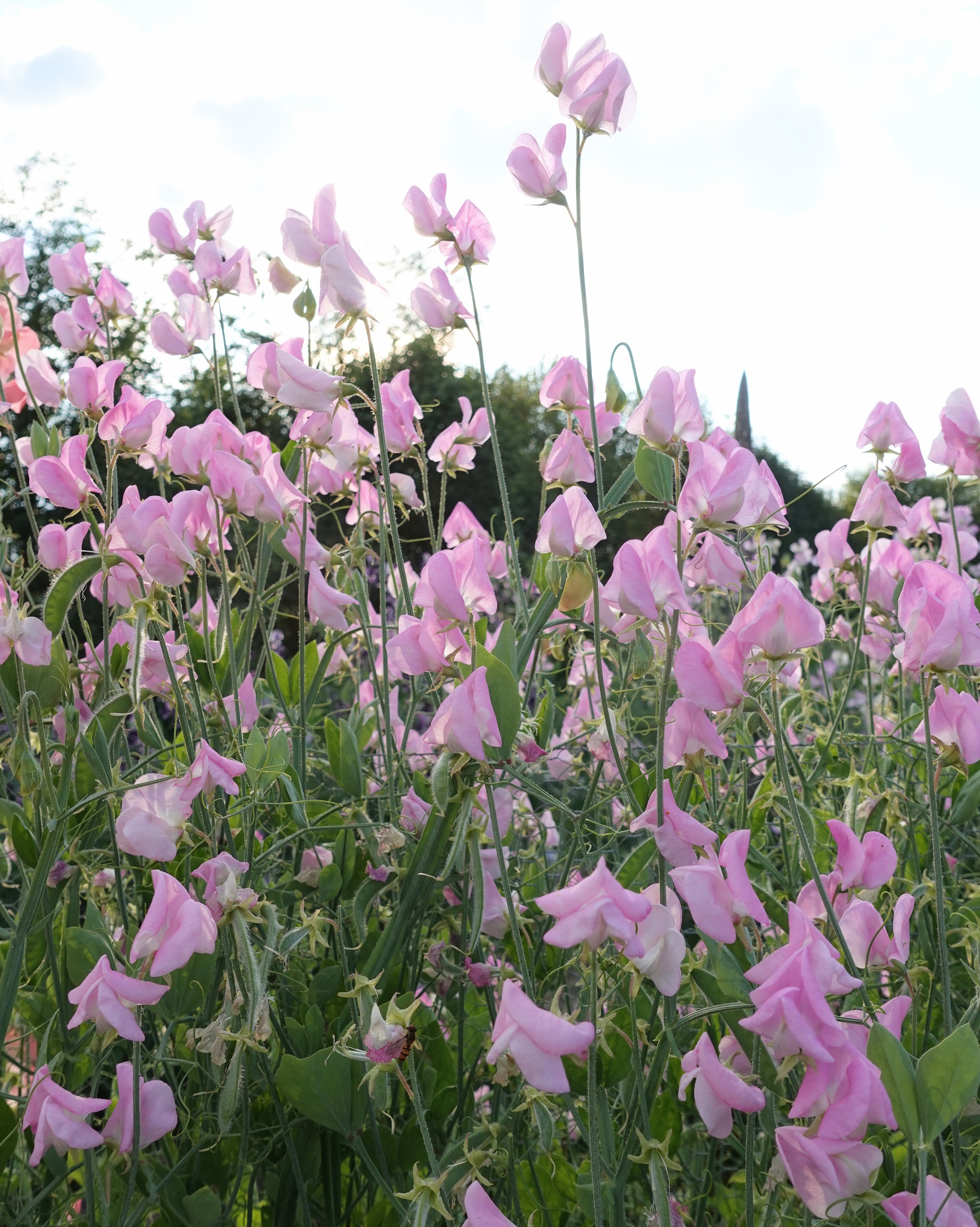 Erteblomst Prima Donna i full blomst i hagen