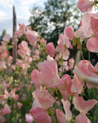 Nærbilde av Erteblomst Spring Sunshine Nancy i lyse pastelltoner