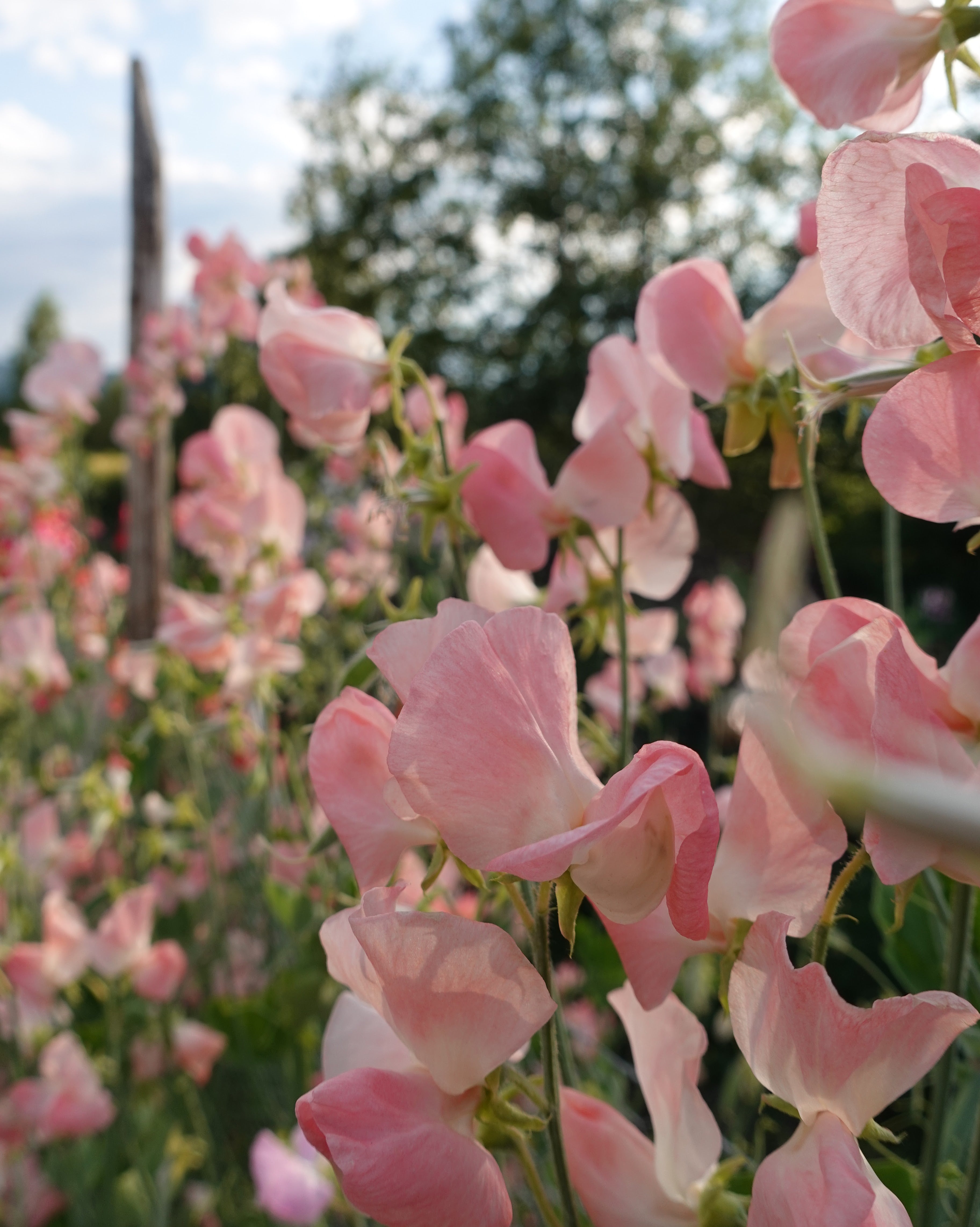Nærbilde av Erteblomst Spring Sunshine Nancy i lyse pastelltoner