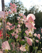 Erteblomst Spring Sunshine Nancy klatreplante med duftende blomster
