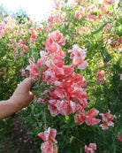 Nærbilde av Erteblomst Geoff Hughes duftende blomster i kremhvit og korallrosa