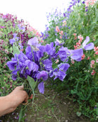 Nærbilde av Erteblomst Noel Sutton - duftende blomster i dyp lilla farge